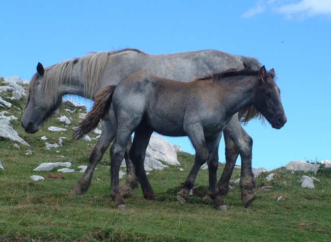 Animali al pascolo